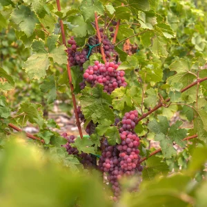 Vigne Chasselas rose