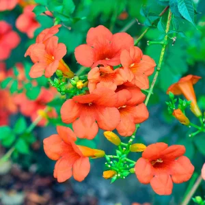 Bignone Madame Galen