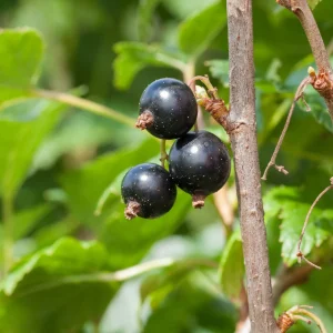 Cassissier à gros fruits Andega