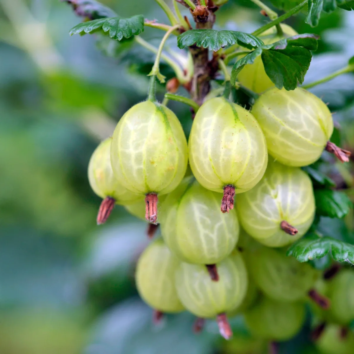 2 Groseilliers à maquereaux Anglaise Blanche – Image 4