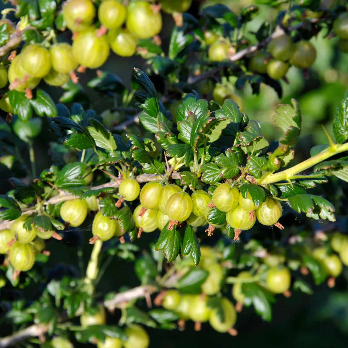 2 Groseilliers à maquereaux Anglaise Blanche – Image 3