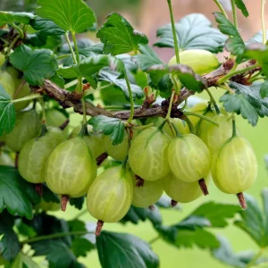 2 Groseilliers à maquereaux Anglaise Blanche