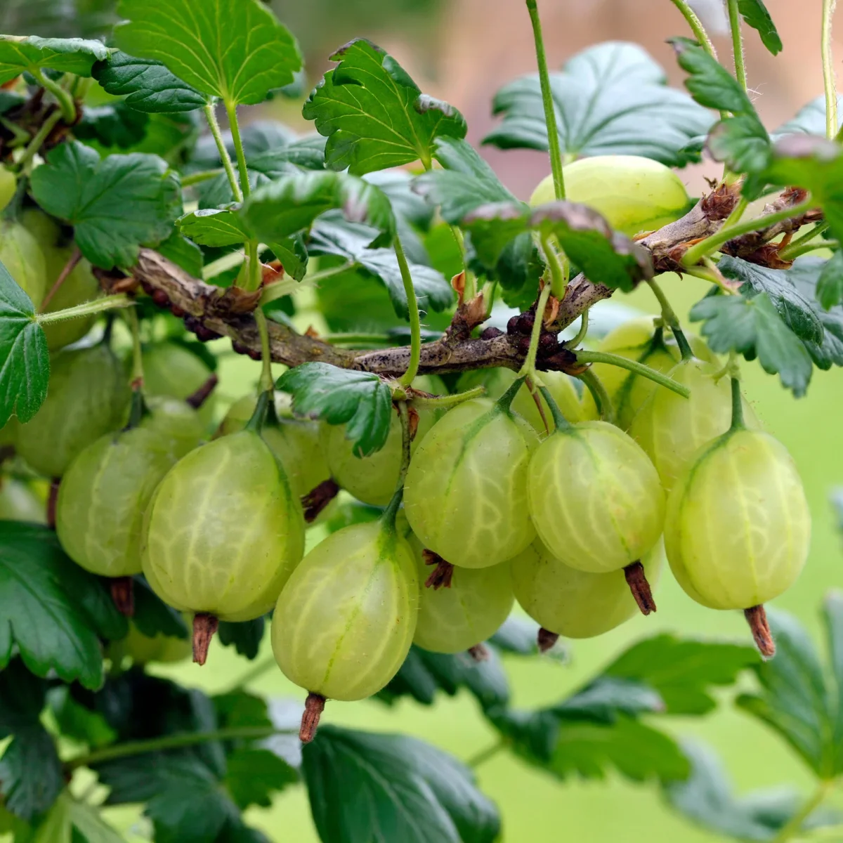 2 Groseilliers à maquereaux Anglaise Blanche – Image 2