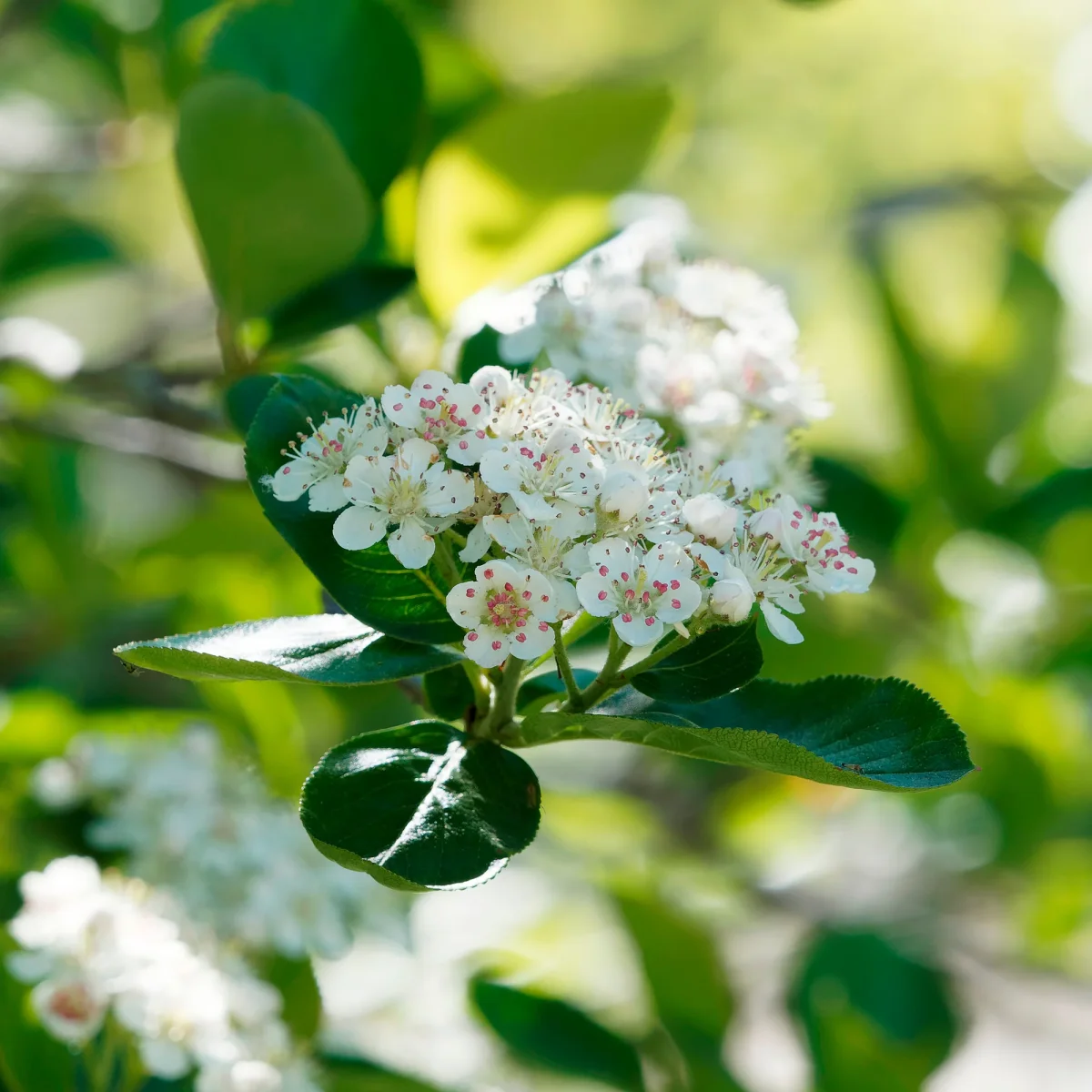 Aronia viking – Image 5