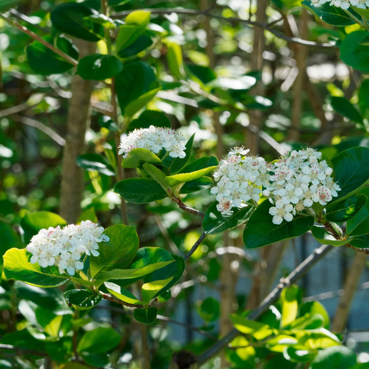 Aronia viking – Image 2