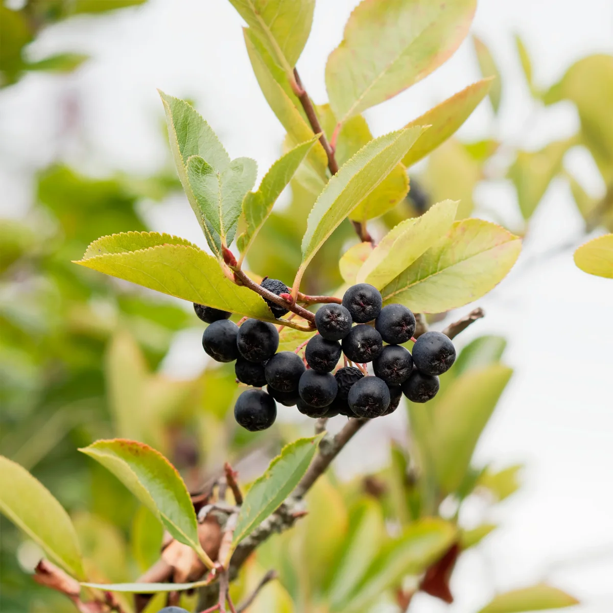 Aronia viking – Image 8
