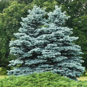 Sapin bleu Sélection Bakker