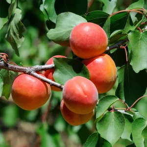 Abricotier Pêche De Nancy