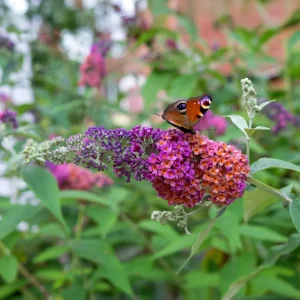 Arbre aux papillons Flower Power