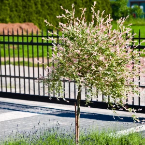 Saule Crevette sur tige