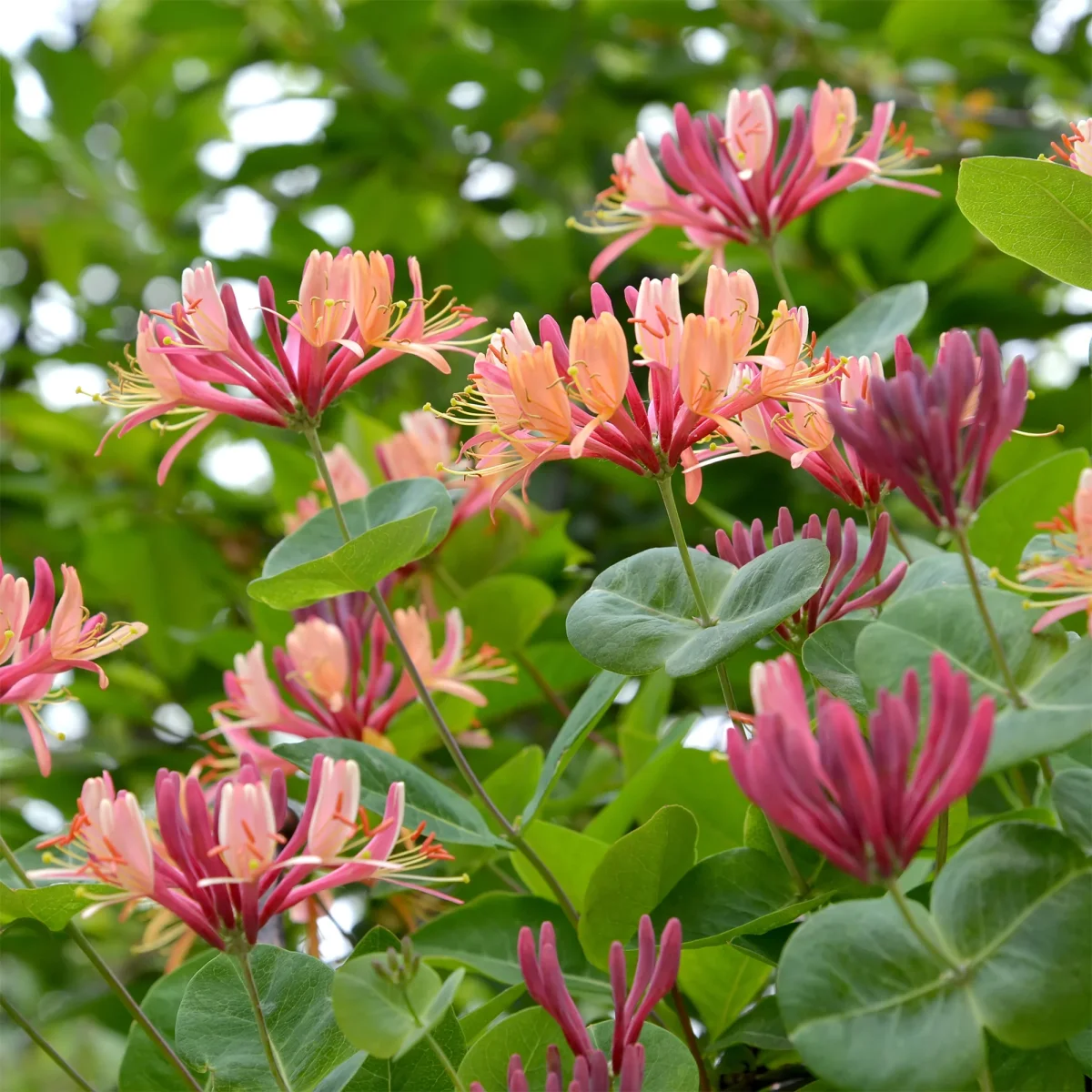 Collection de 3 grimpantes : chèvrefeuille, clématite, vigne vierge – Image 4