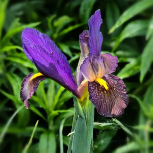 10 Iris de Hollande Tiger Eyes