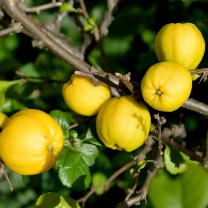 Cognassier du Japon Cido