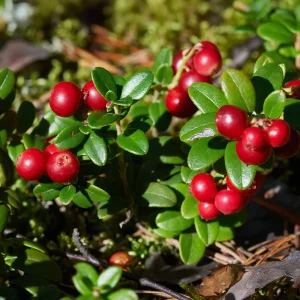 Airelle rouge Miss Cherry ®