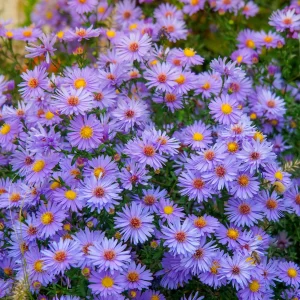 3 Asters Wood's light blue