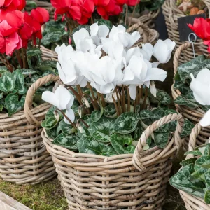 3 Cyclamens blancs