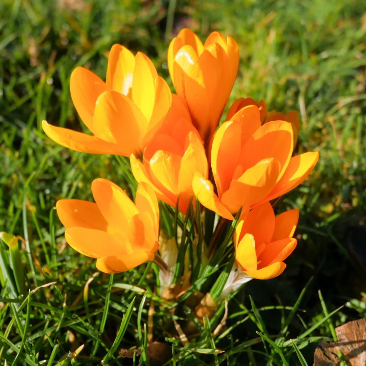 15 Crocus Mammouth jaune – Image 5