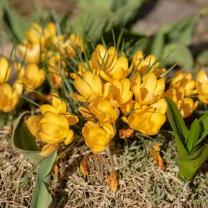 15 Crocus Mammouth jaune