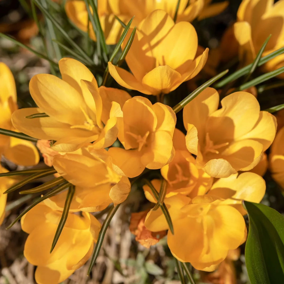 15 Crocus Mammouth jaune – Image 3