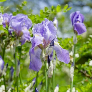 3 Iris de jardin remontant Lovely again