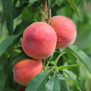 Mini-pêcher Suncrest