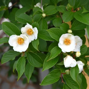 Stewartia