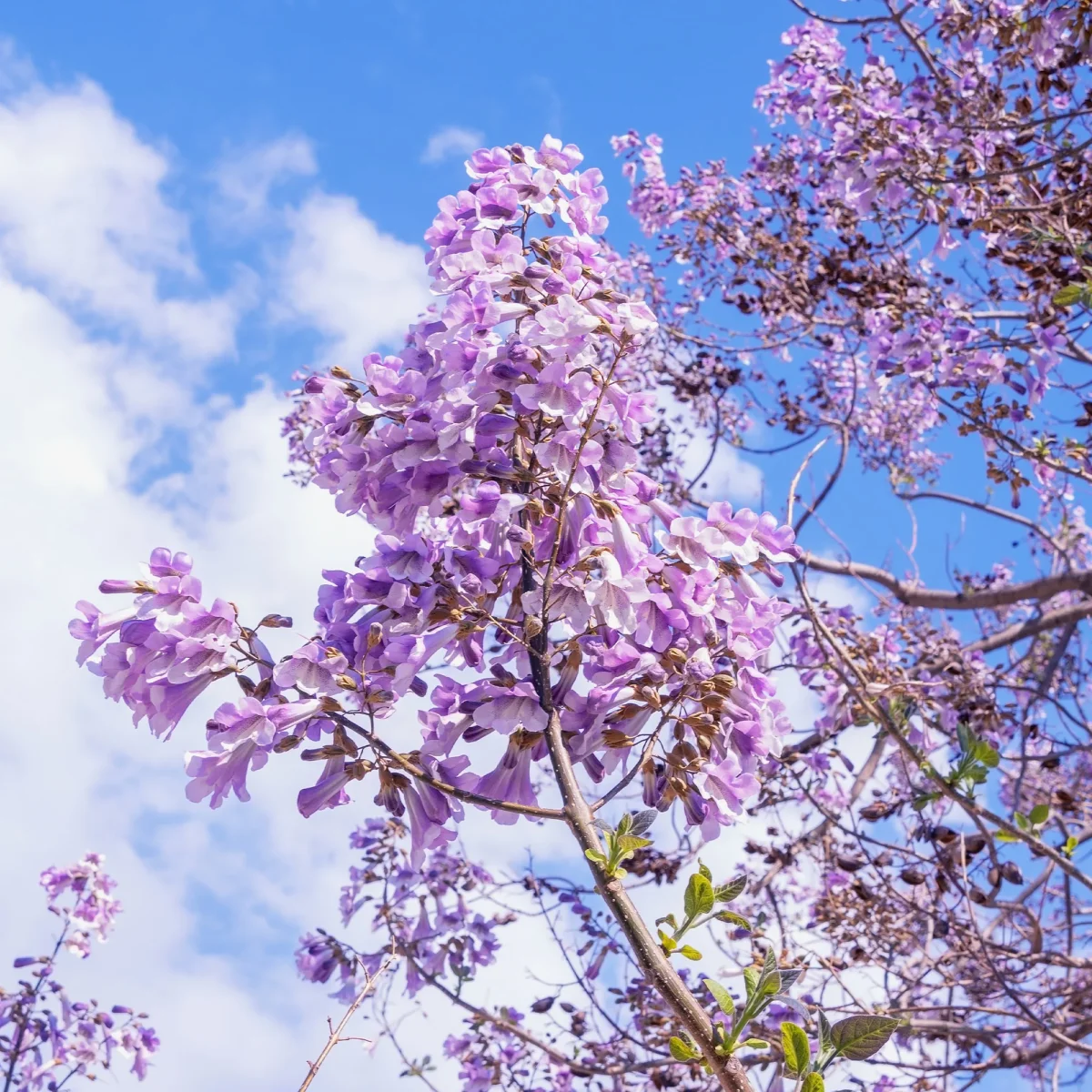 L'Arbre impérial- Paulownia – Image 6
