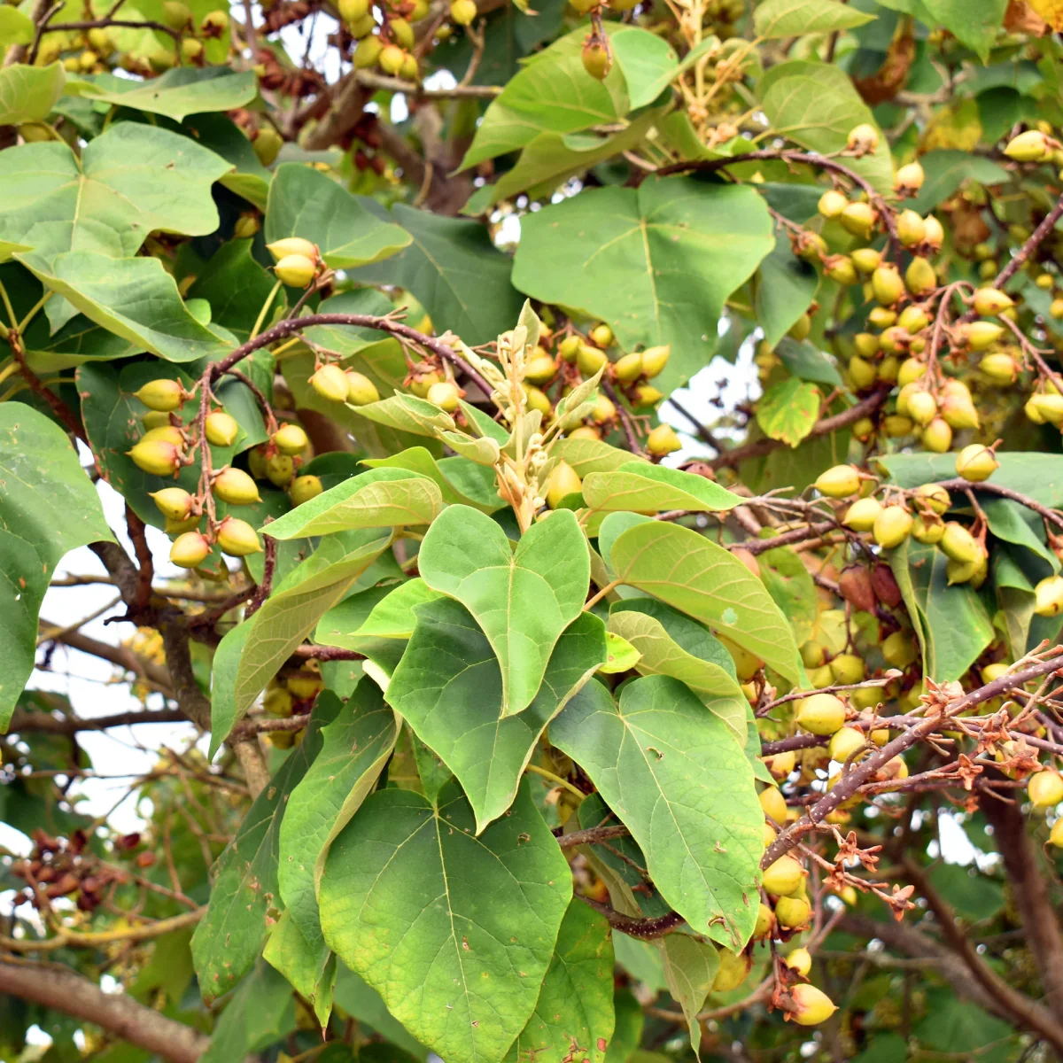 L'Arbre impérial- Paulownia – Image 7