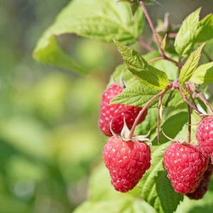 2 Framboisiers remontant Sumo 2