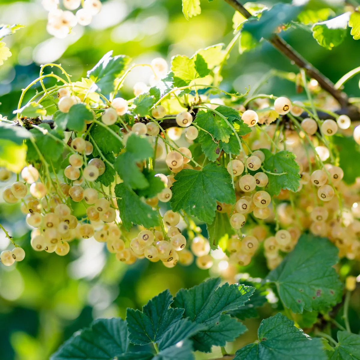 2 Groseilliers Blanka – Image 2