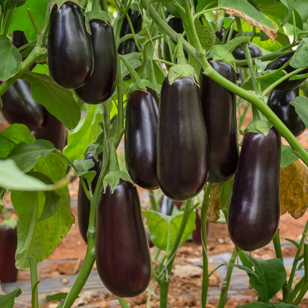 Plant Aubergine Baluroi F1 – Image 3