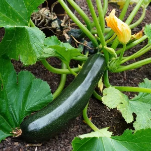 Plant Courgette Tarmino F1