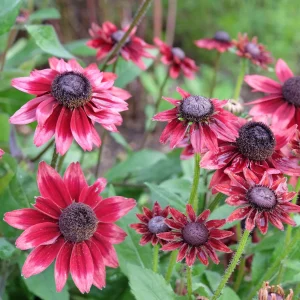 2 Rudbeckia hirta Cherry Brandy