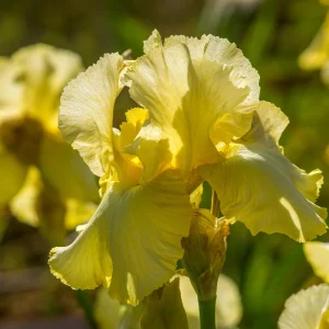 2 Iris de jardin Sangreal