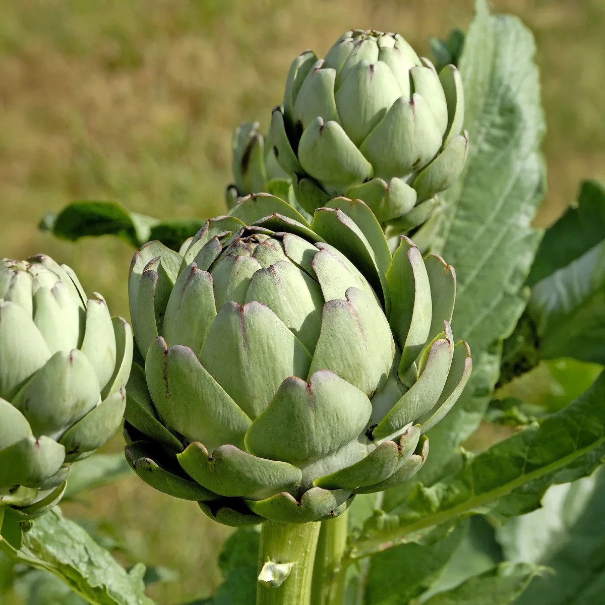 Plant Artichaut Vert de Laon – Image 3