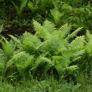 2 Fougères Plume d'autruche