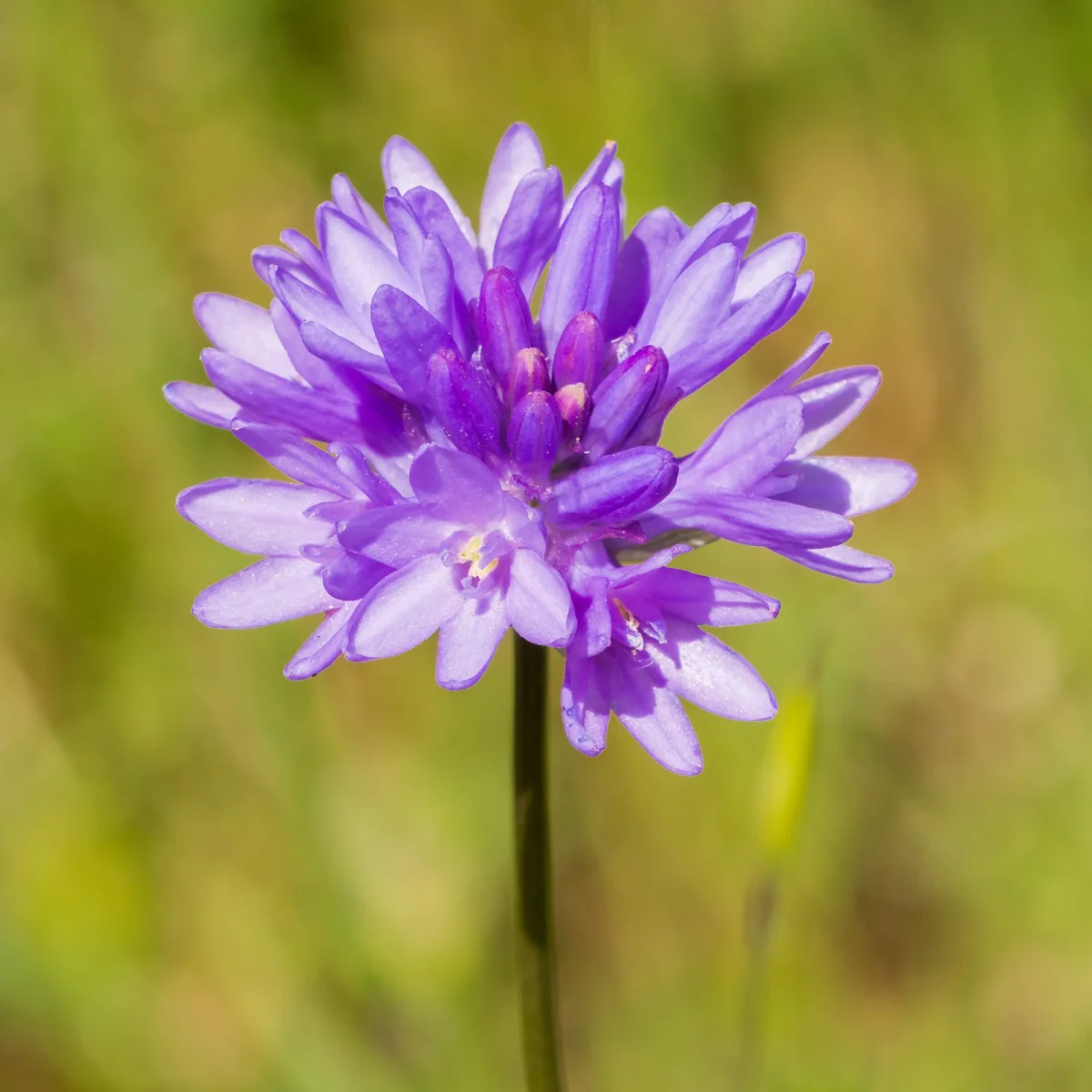 Dichelostemma congestum