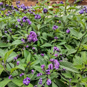 3 Héliotropes du Pérou