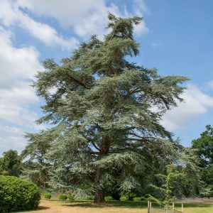 Cèdre bleu de l'Atlas