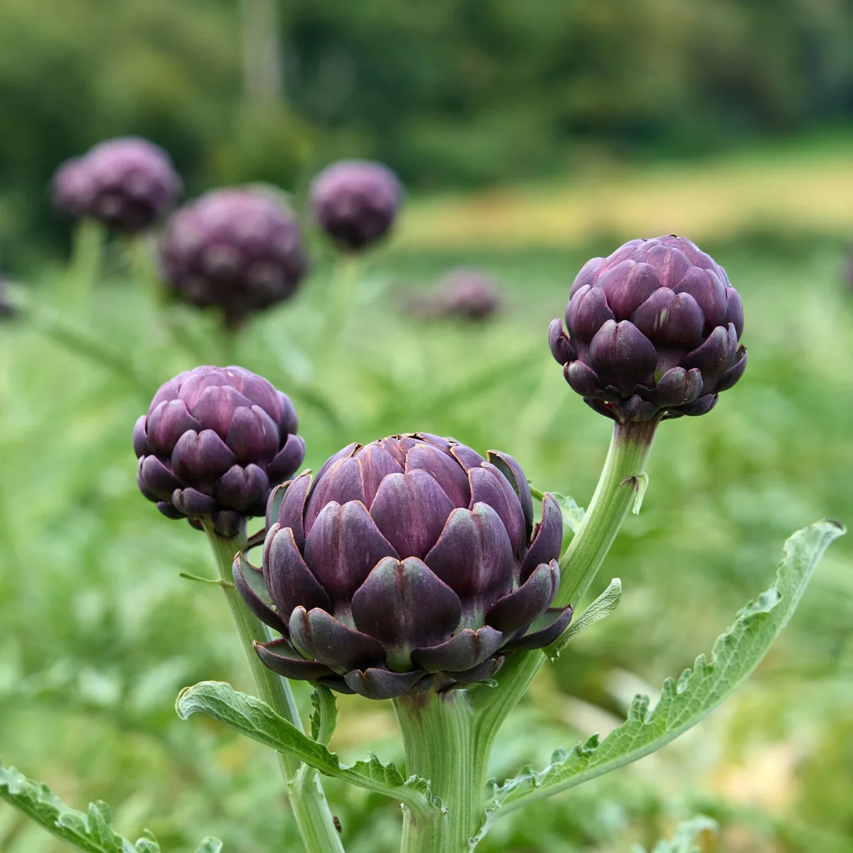 Artichaut Violet de Provence – Image 2