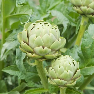 Artichaut Vert de Provence