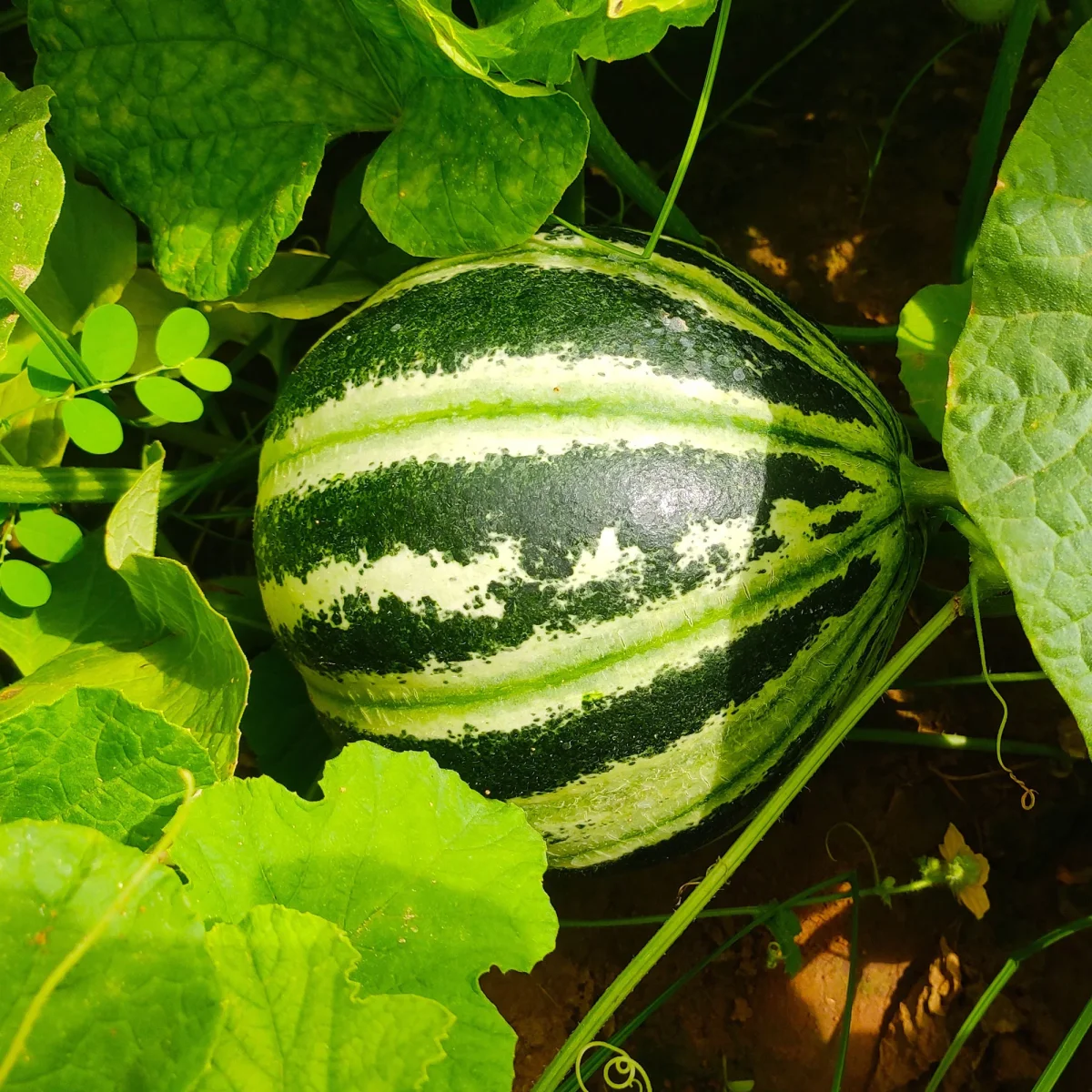 Melon ananas Oranje Ananas