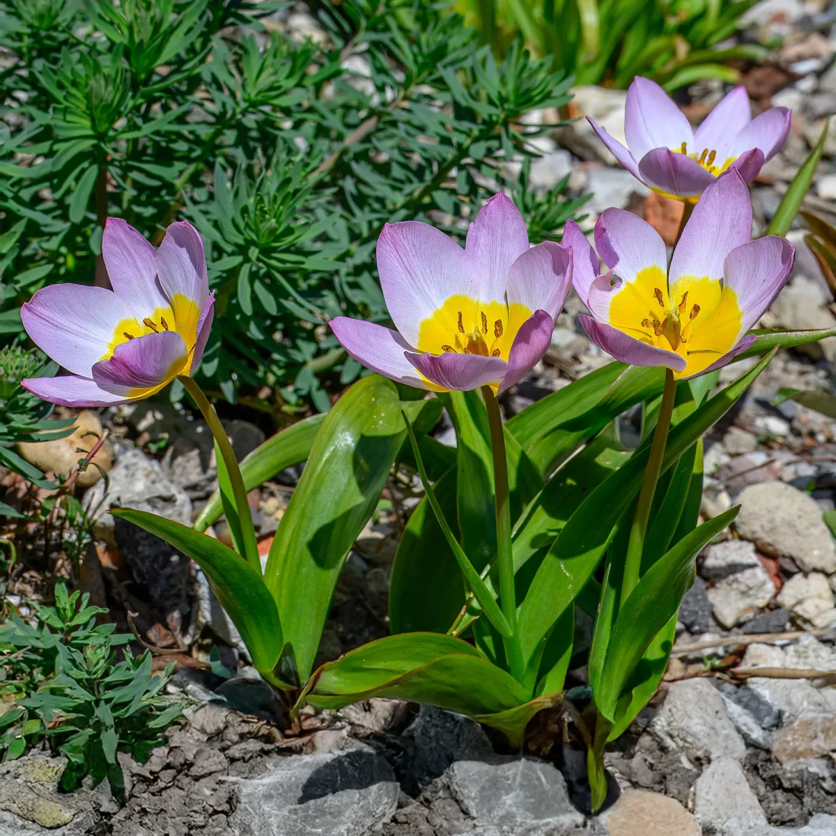10 Tulipes botaniques Lilac Wonder – Image 2