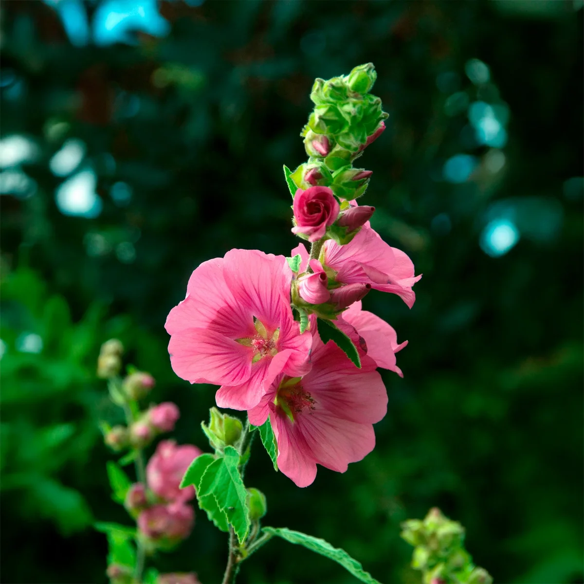 2 Lavatères – Image 4