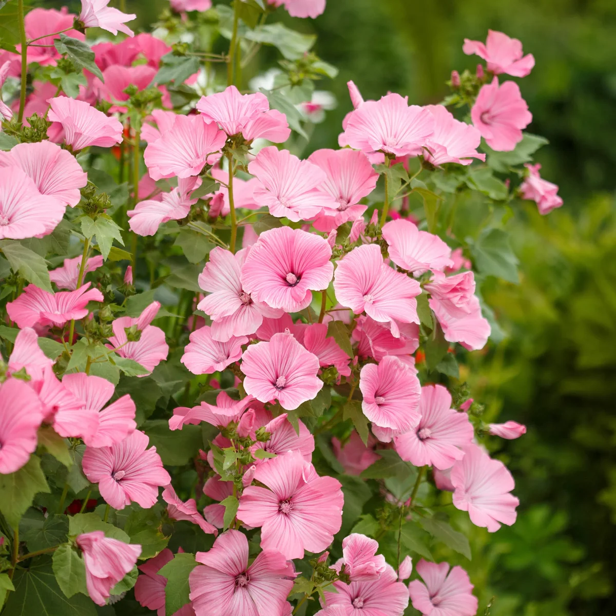 2 Lavatères – Image 5