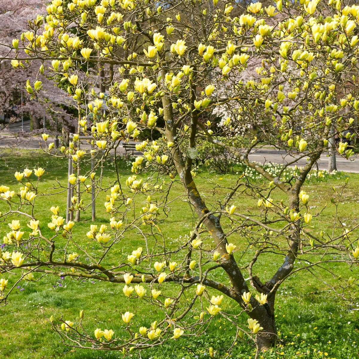 Magnolia Yellow Lantern – Image 3