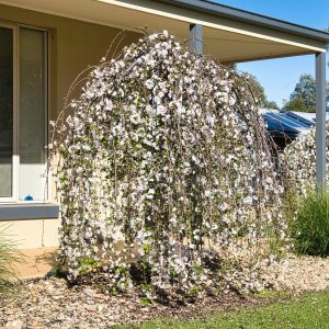 Cerisier à fleurs Snow Fountains