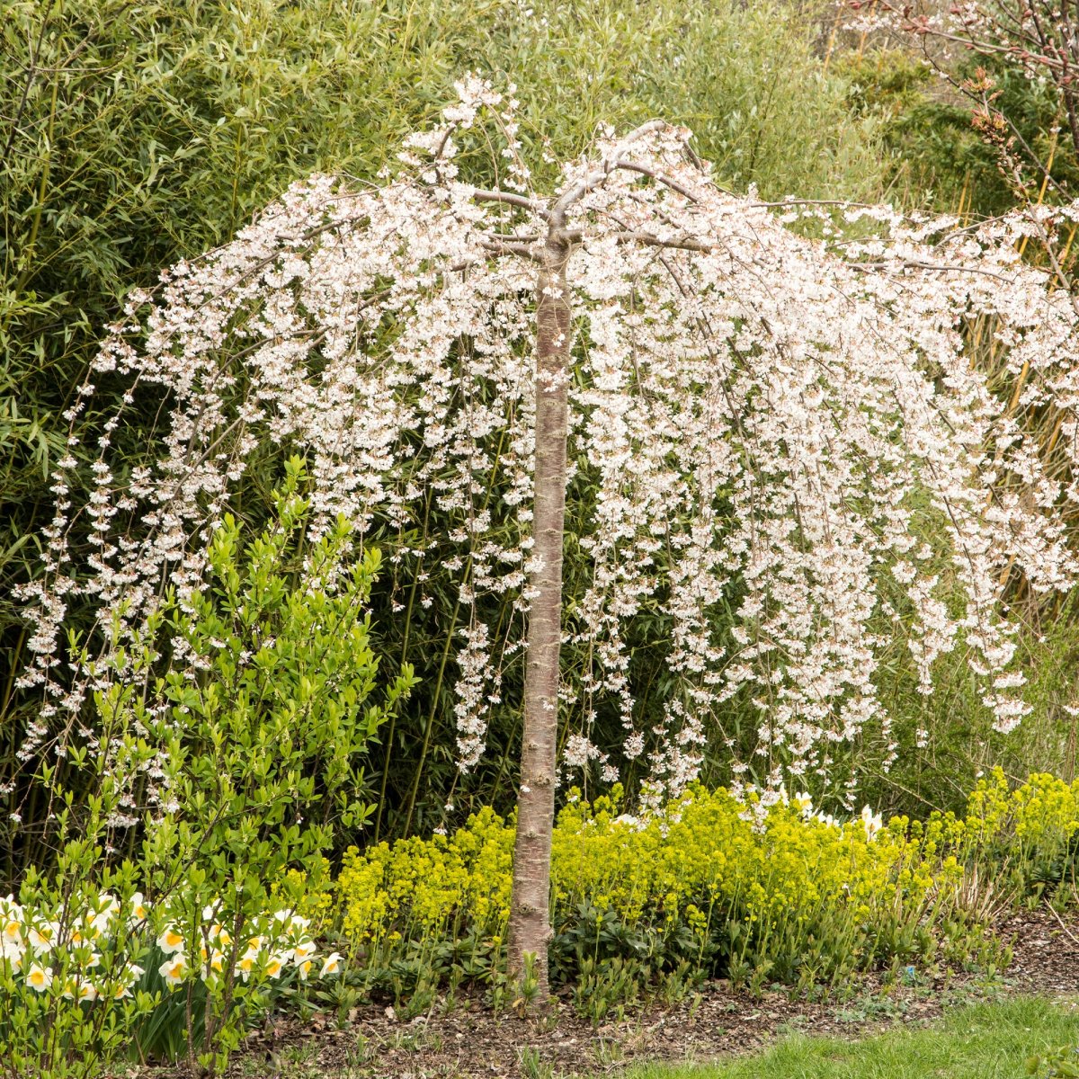 Cerisier à fleurs Snow Fountains – Image 5