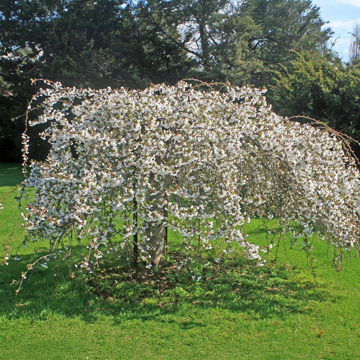 Cerisier à fleurs Snow Fountains – Image 4