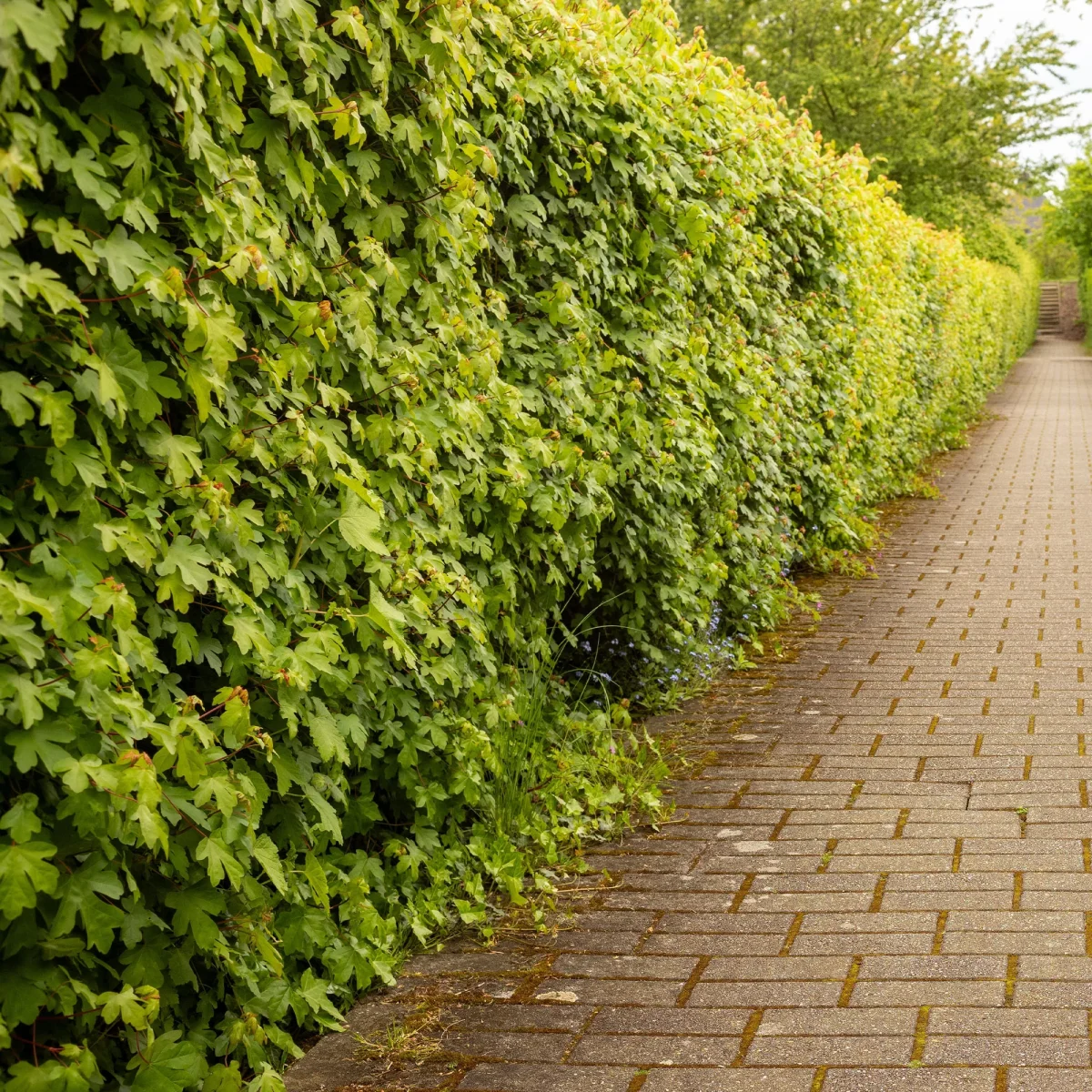 Haie de 10 Erables champêtre – Image 6